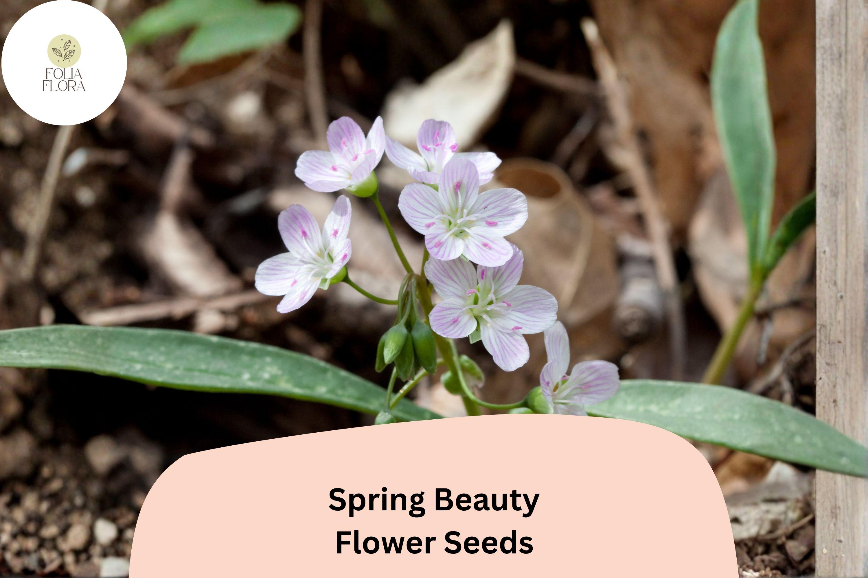 20 Claytonia virginica Seeds | Spring Beauty | Native Wildflower for Shade Gardens & Pollinators