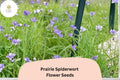 150 Seeds Tradescantia bracteata Prairie Spiderwort Violet-Purple Wildflower for Garden & Pollinators