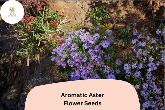 100 Symphyotrichum oblongifolium Seeds | Aromatic Aster | Purple Perennial Wildflower for Pollinator Gardens