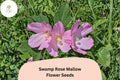 30 Hardy Hibiscus Seeds | Pink Swamp Rose Mallow Perennial Flower Hibiscus moscheutos