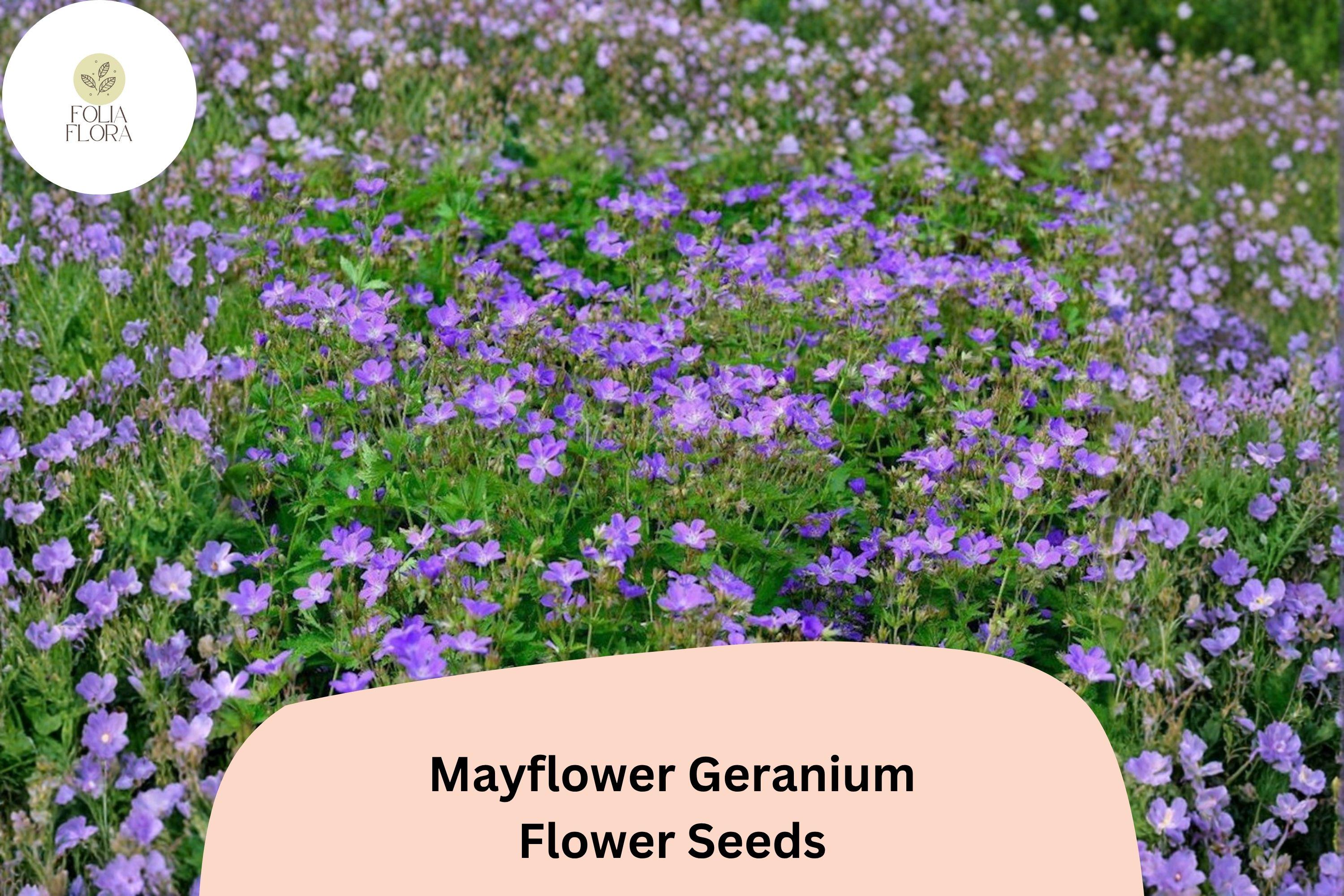 25+ Mayflower Geranium Seeds | Hardy Perennial | Purple Geranium Blooms for Garden & Pollinator Borders