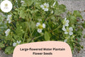 300 Large-Flowered Water Plantain Seeds | Alisma subcordatum | Native Aquatic Wildflower