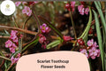 1000 Scarlet Toothcup Seeds | Rotala ramosior | Native Wetland Wildflower