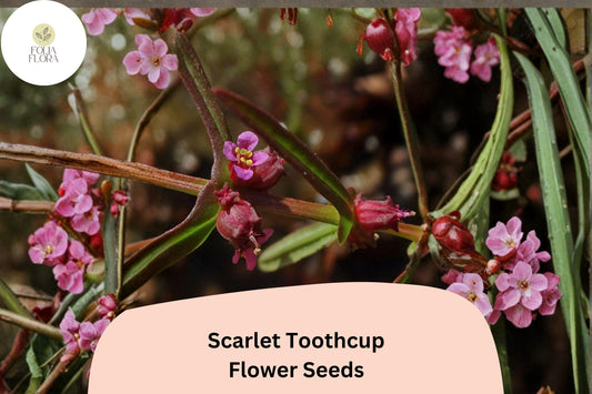 1000 Scarlet Toothcup Seeds | Rotala ramosior | Native Wetland Wildflower