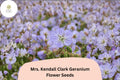 25+ Mrs. Kendall Clark Geranium Seeds | Hardy Perennial with Purple Blooms | Geranium pratense 'Mrs. Kendall Clark'
