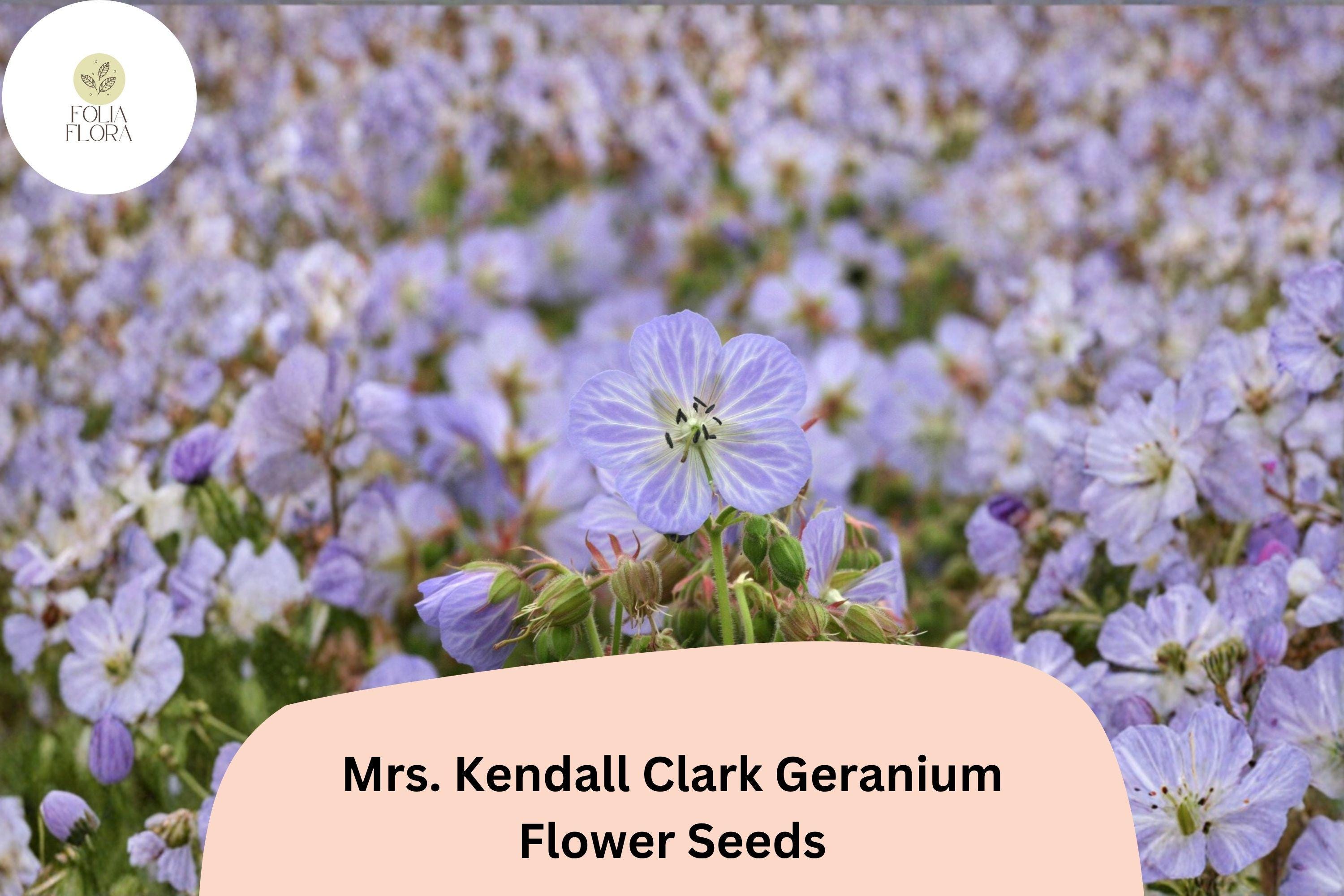 25+ Mrs. Kendall Clark Geranium Seeds | Hardy Perennial with Purple Blooms | Geranium pratense 'Mrs. Kendall Clark'