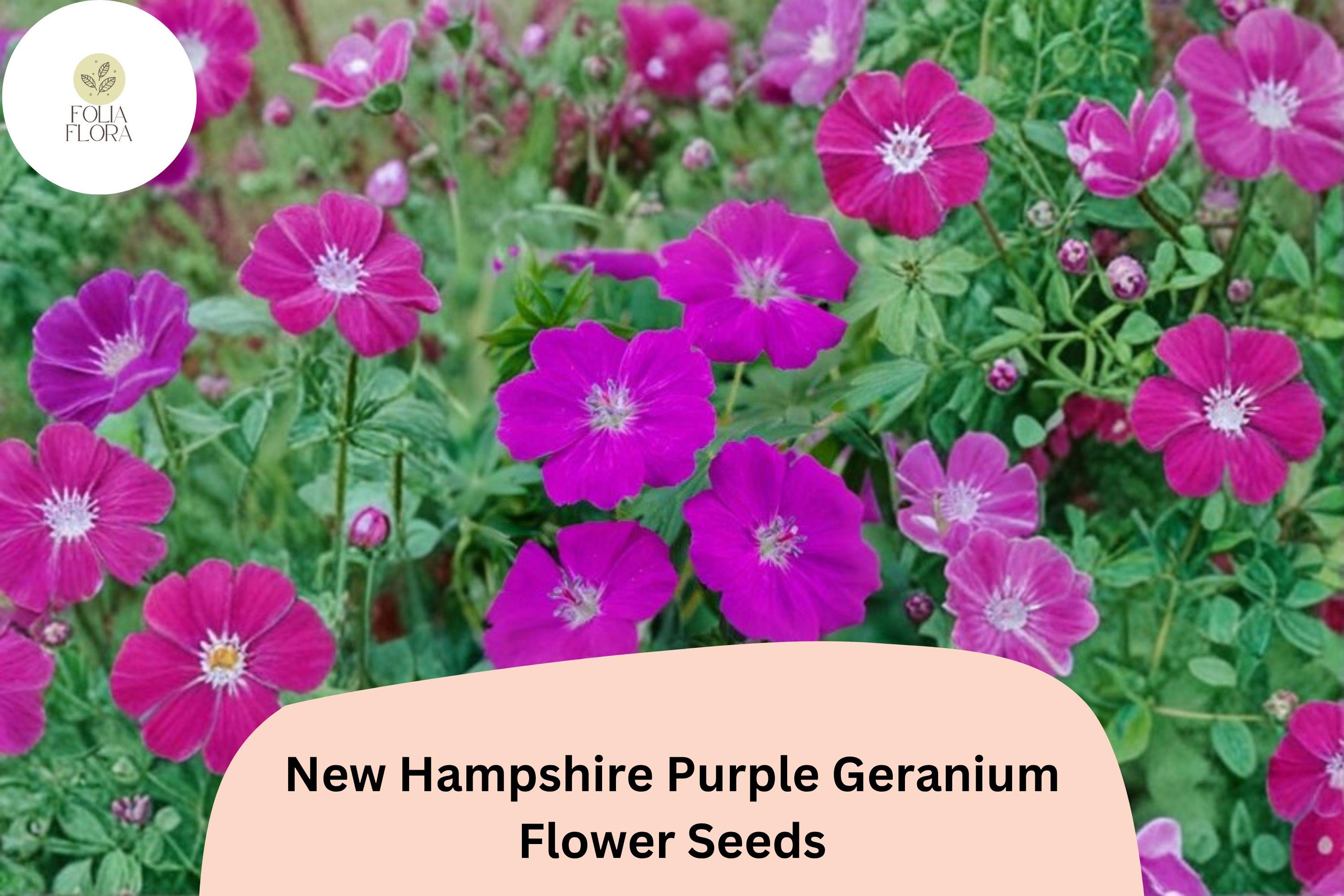 25+ New Hampshire Purple Geranium Seeds | Hardy Perennial
