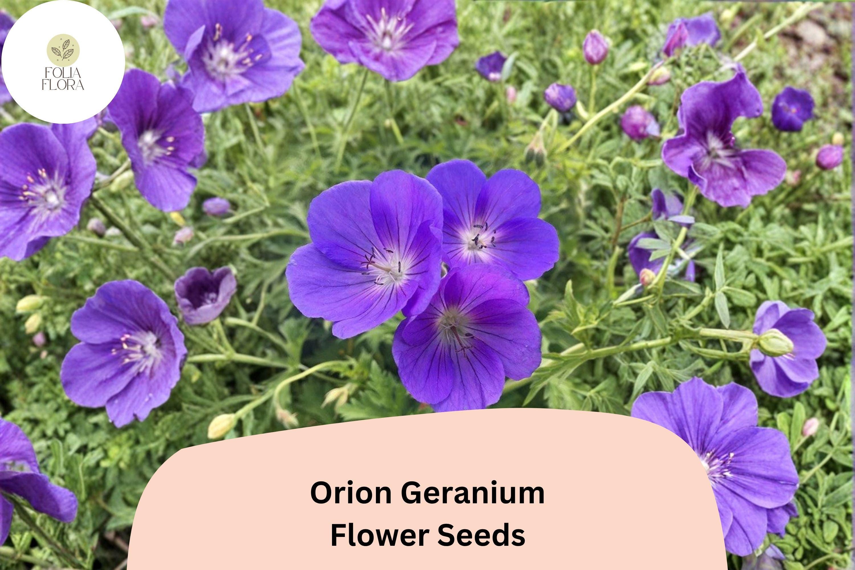 25+ Orion Geranium Seeds - Perennial Violet-Purple Blooms for Garden Borders & Pollinator Gardens - Geranium ‘Orion’