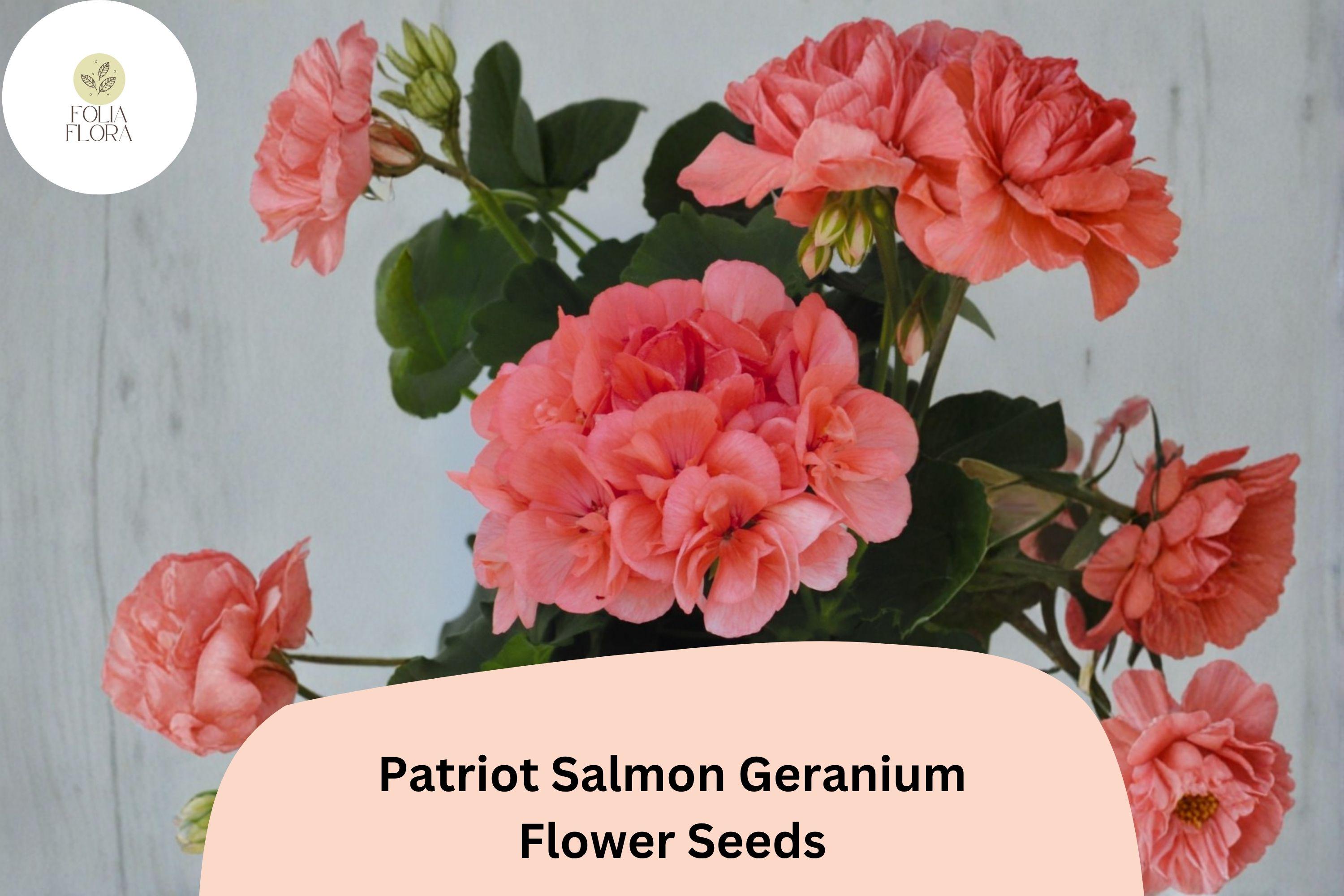 25+ Patriot Salmon Geranium Seeds | Hardy Perennial Pelargonium × hortorum ‘Patriot Salmon’ with Salmon-Pink Blooms for Garden Beds & Containers