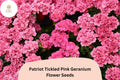 25+ Patriot Tickled Pink Geranium Seeds | Bright Pink Perennial Flowering Plant Pelargonium × hortorum