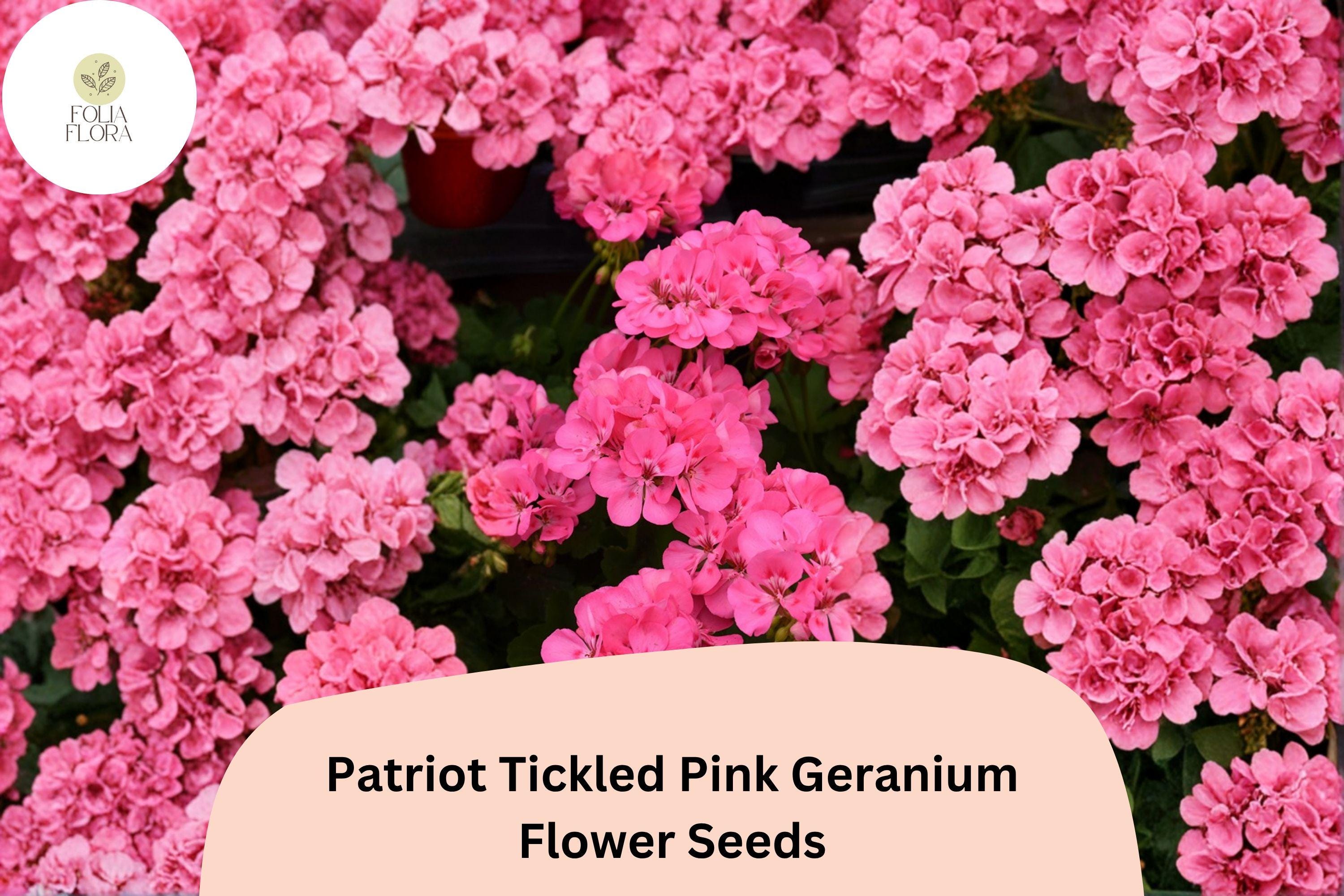 25+ Patriot Tickled Pink Geranium Seeds | Bright Pink Perennial Flowering Plant Pelargonium × hortorum
