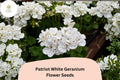 25+ Patriot White Geranium Seeds | Perennial Flower Pelargonium × hortorum ‘Patriot White’ for Garden, Border, Patio