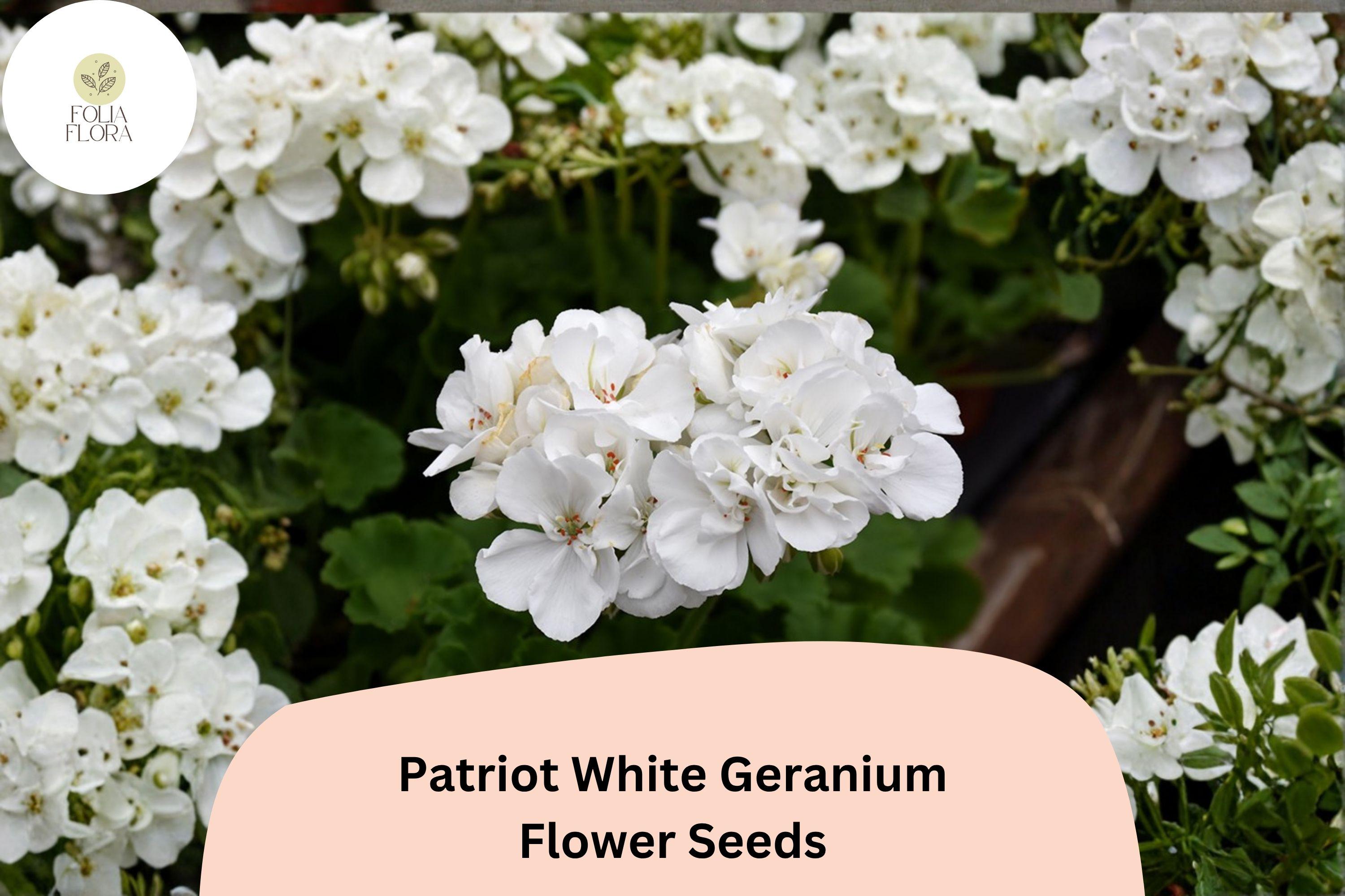 25+ Patriot White Geranium Seeds | Perennial Flower Pelargonium × hortorum ‘Patriot White’ for Garden, Border, Patio