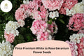 25+ Pinto White to Rose Geranium Seeds | Perennial Pelargonium × hortorum ‘Pinto Premium White to Rose’ | Bicolor White to Pink Blooms