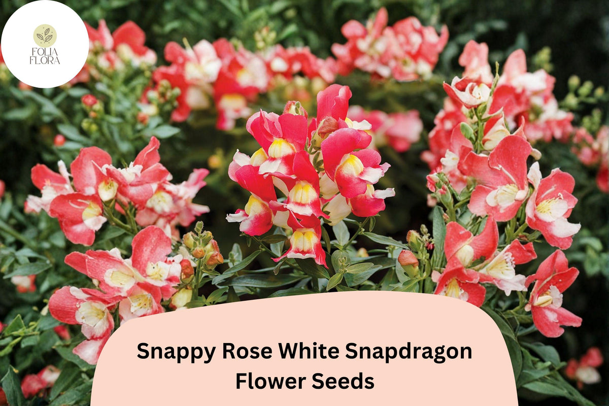1000+ Snappy Rose White Snapdragon Seeds | Antirrhinum majus | Bicolor Pink & White Flowers for Garden Beds