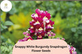 1000+ Snappy White Burgundy Snapdragon Seeds | Antirrhinum majus | Bicolor Garden Flowers for Beds & Pots