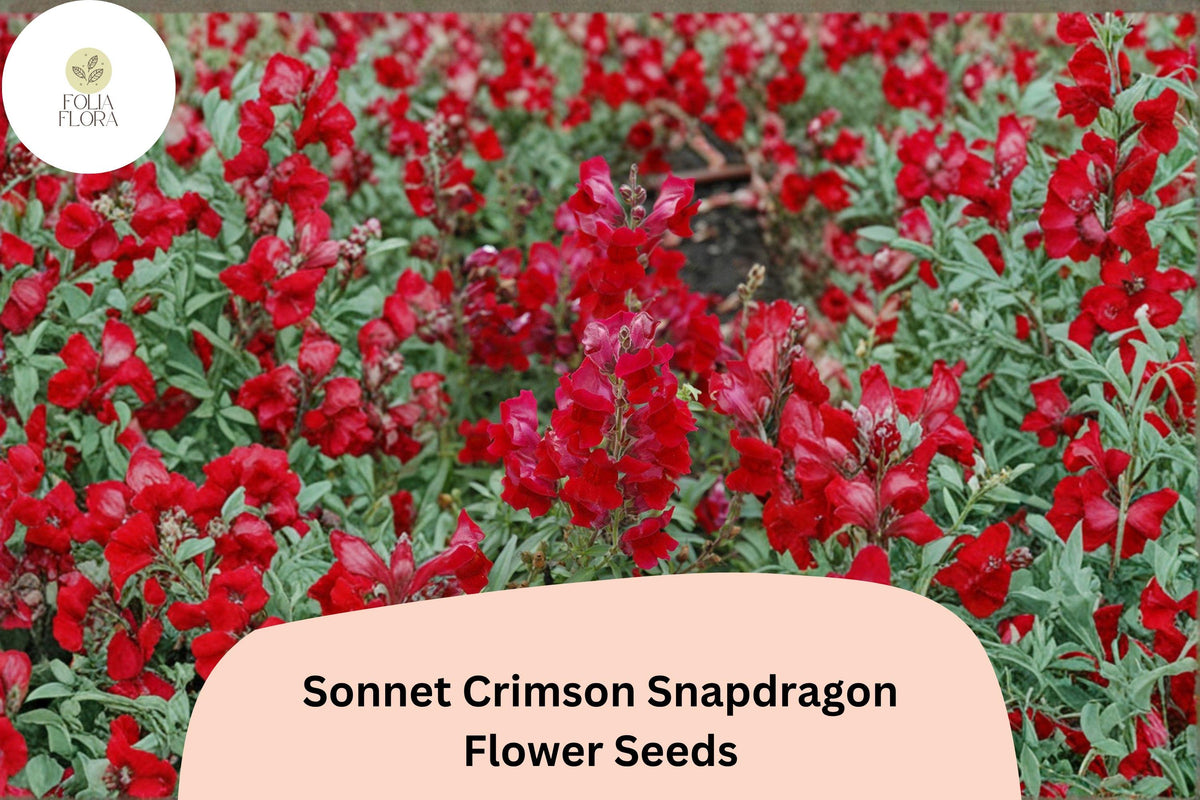 1000+ Sonnet Crimson Snapdragon Seeds | Antirrhinum majus | Deep Red Garden Flowers for Borders