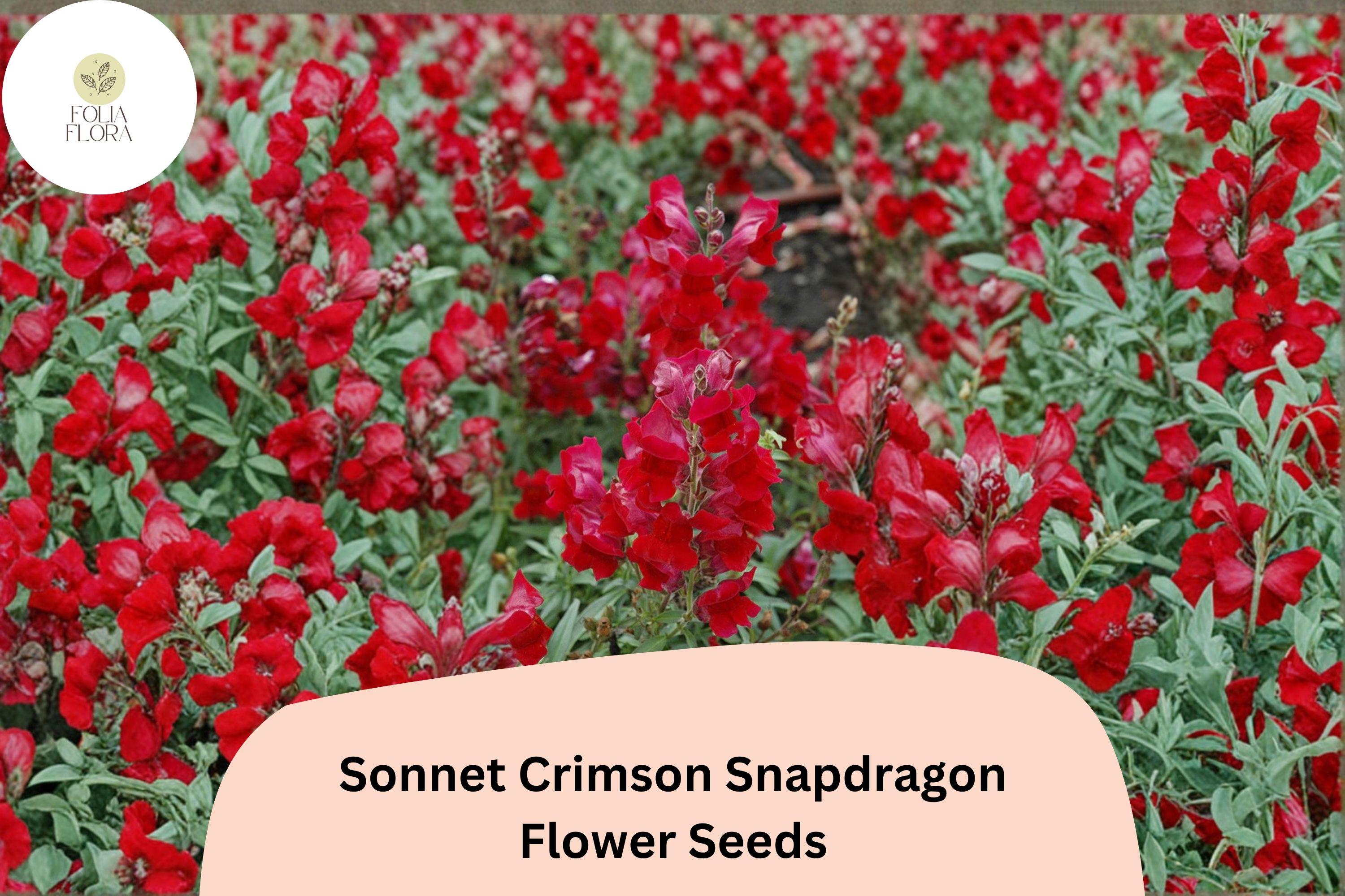 1000+ Sonnet Crimson Snapdragon Seeds | Antirrhinum majus | Deep Red Garden Flowers for Borders