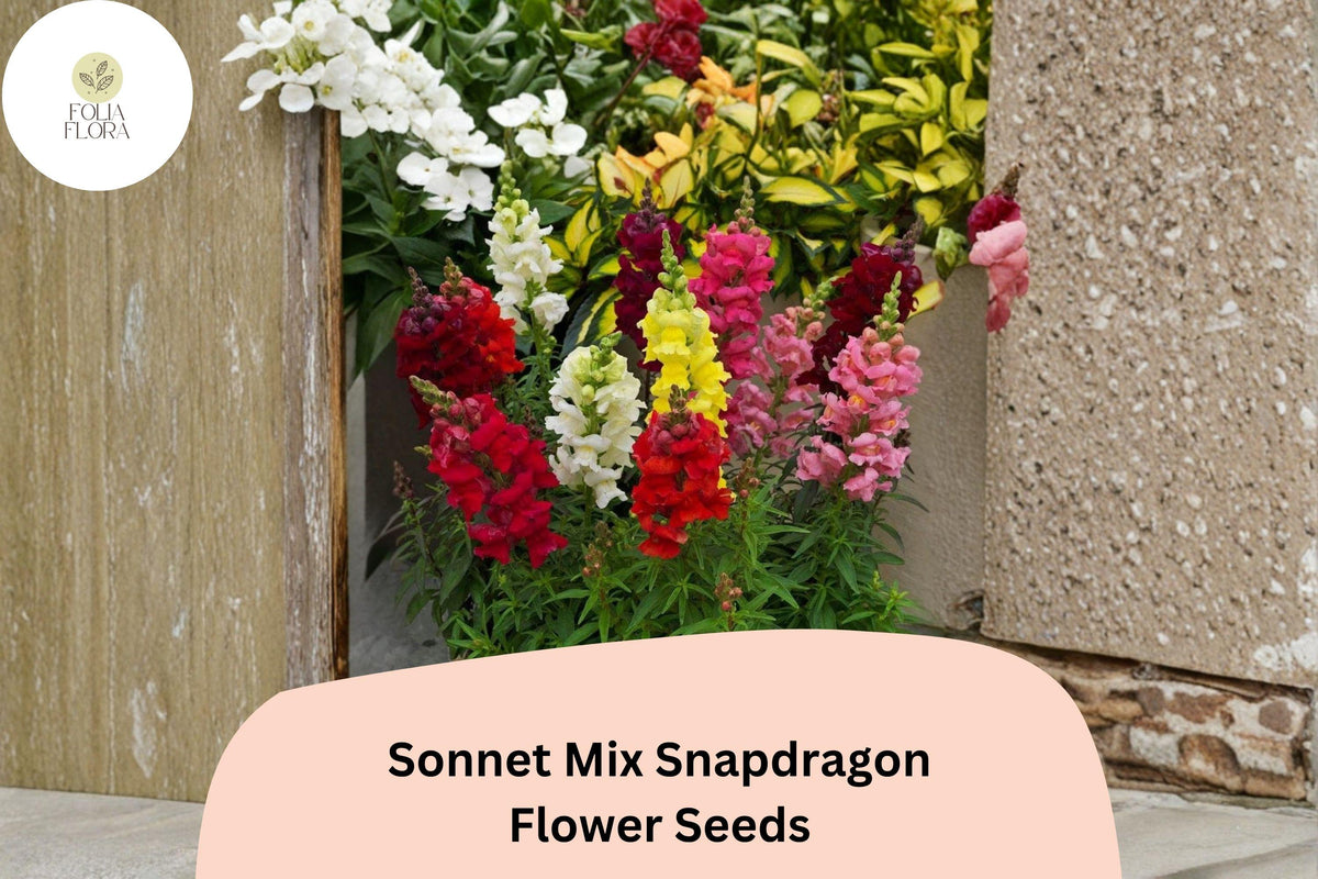 1000+ Sonnet Mix Snapdragon Seeds | Antirrhinum majus | Colorful Garden Flowers for Beds, Borders