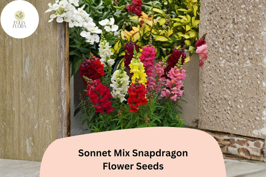 1000+ Sonnet Mix Snapdragon Seeds | Antirrhinum majus | Colorful Garden Flowers for Beds, Borders
