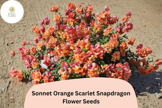 1000+ Sonnet Orange Scarlet Snapdragon Seeds | Antirrhinum majus | Bright Orange-Red Garden Flowers for Beds
