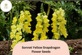 1000+ Sonnet Yellow Snapdragon Seeds | Antirrhinum majus | Bright Yellow Garden Flowers for Beds & Pots