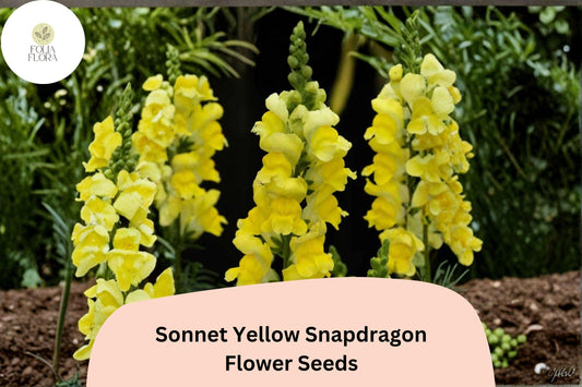 1000+ Sonnet Yellow Snapdragon Seeds | Antirrhinum majus | Bright Yellow Garden Flowers for Beds & Pots