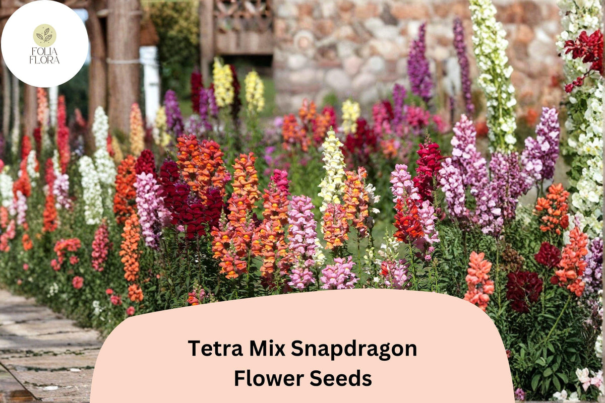 1000+ Tetra Mix Snapdragon Seeds | Antirrhinum majus | Colorful Garden Flowers for Beds, Borders & Containers