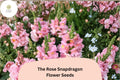 1000+ The Rose Snapdragon Seeds | Antirrhinum majus | Soft Pink Garden Flowers for Beds, Borders & Pots