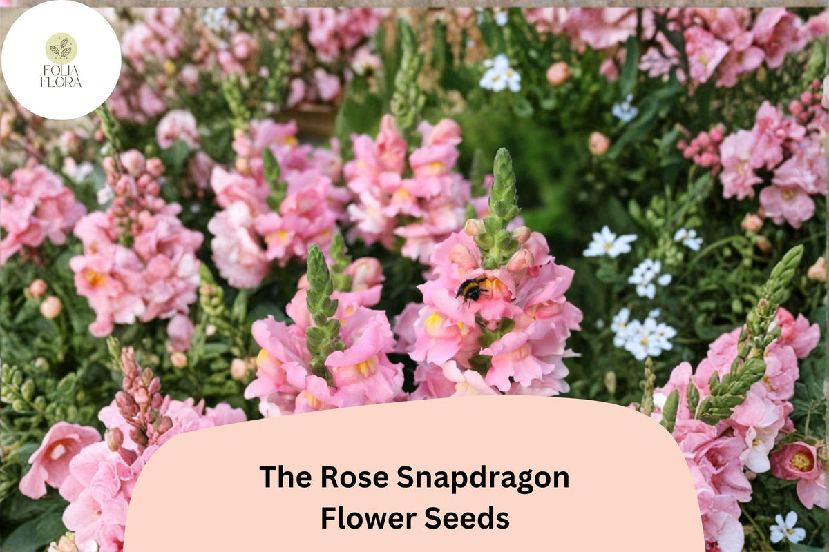 1000+ The Rose Snapdragon Seeds | Antirrhinum majus | Soft Pink Garden Flowers for Beds, Borders & Pots
