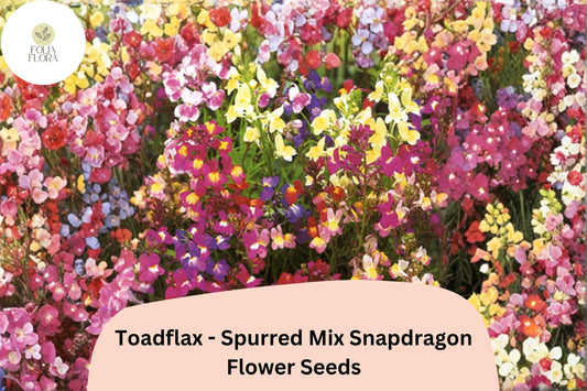1000+ Toadflax Spurred Mix Snapdragon Seeds | Linaria maroccana | Colorful Wildflower for Garden Beds & Containers