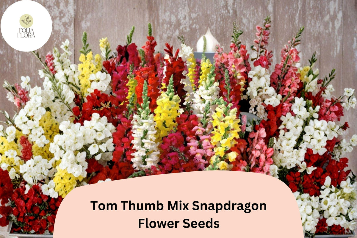 1000+ Tom Thumb Mix Snapdragon Seeds | Antirrhinum majus nanum | Dwarf Colorful Blooms for Borders