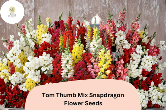 1000+ Tom Thumb Mix Snapdragon Seeds | Antirrhinum majus nanum | Dwarf Colorful Blooms for Borders