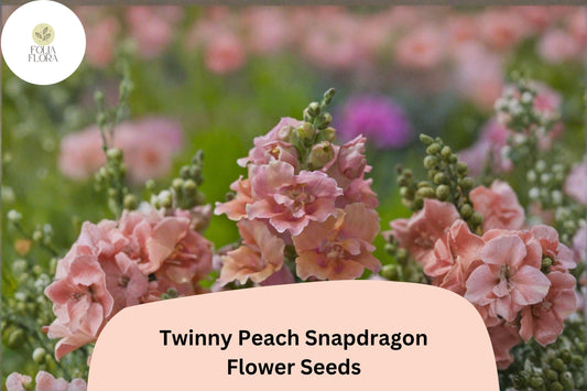 1000+ Twinny Peach Snapdragon Seeds | Antirrhinum majus | Double Peach Blooms for Beds, Borders & Pots