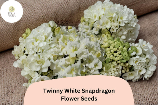 1000+ Twinny White Snapdragon Seeds | Antirrhinum majus | Double Pure White Blooms for Borders & Pots
