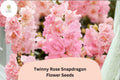 1000+ Twinny Rose Snapdragon Seeds | Antirrhinum majus | Double Rose Pink Blooms for Beds & Pots