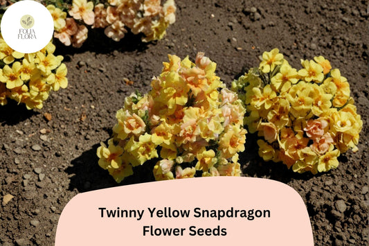 1000+ Twinny Yellow Shades Snapdragon Seeds | Antirrhinum majus | Double Yellow Blooms for Beds & Borders