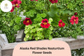 50+ Alaska Red Shades Nasturtium Seeds | Tropaeolum majus | Vibrant Red Flowers & Variegated Foliage