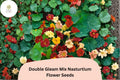 50+ Double Gleam Mix Nasturtium Seeds | Tropaeolum majus | Double Petal Blooms in Mixed Colors