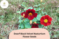 50+ Dwarf Black Velvet Nasturtium Seeds | Tropaeolum majus | Deep Burgundy-Red Blooms