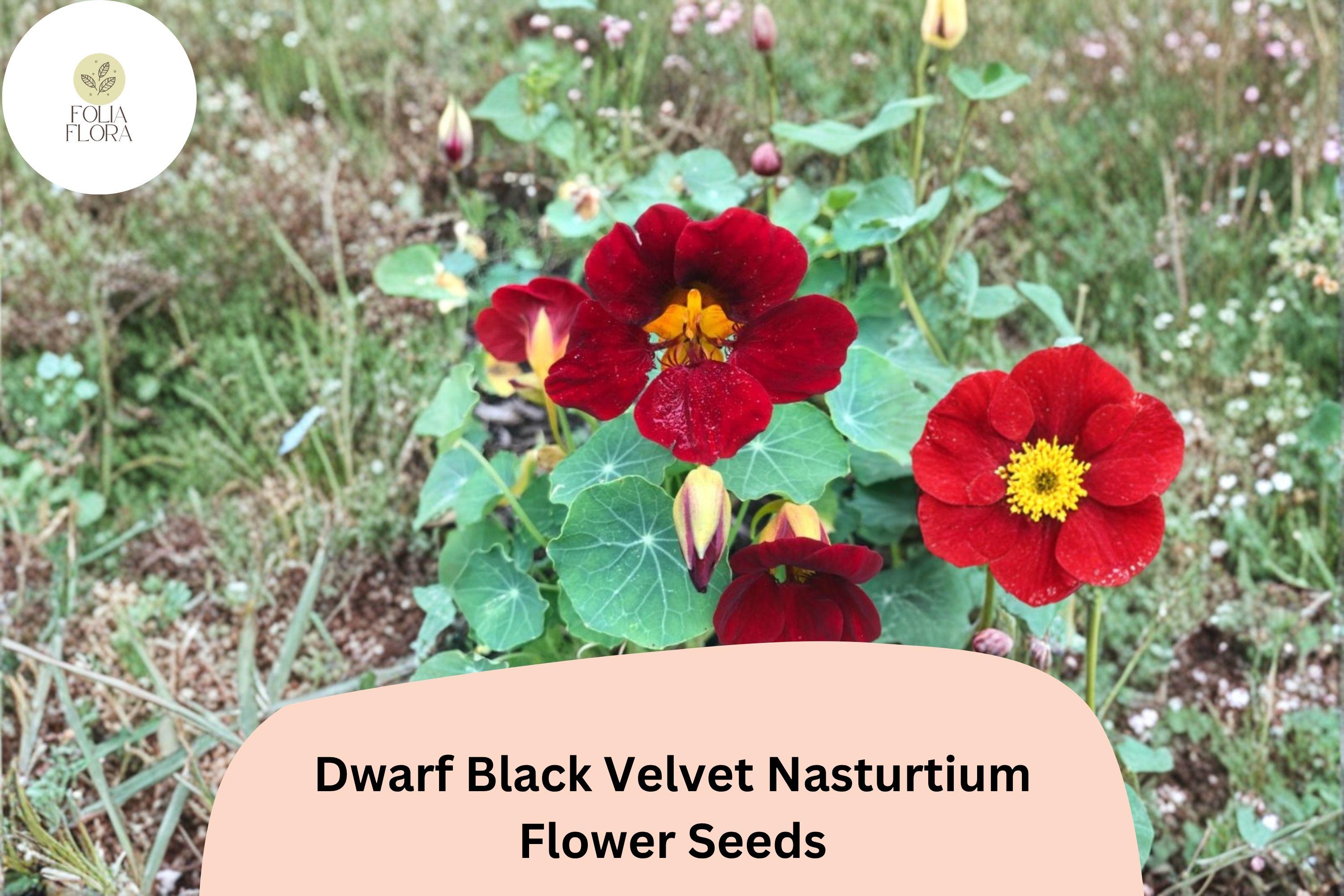 50+ Dwarf Black Velvet Nasturtium Seeds | Tropaeolum majus | Deep Burgundy-Red Blooms