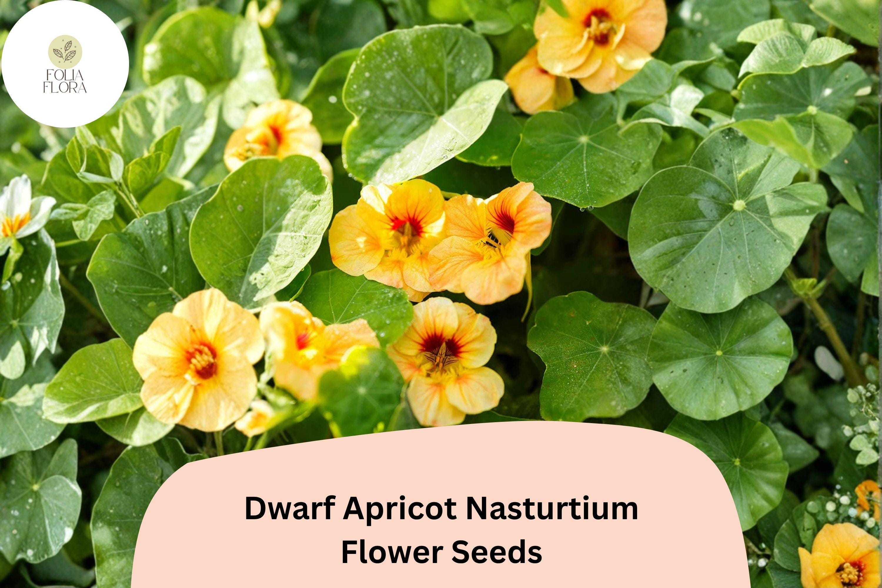 50+ Dwarf Apricot Nasturtium Seeds | Tropaeolum majus | Soft Peach-Orange Blooms