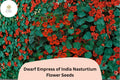 50+ Dwarf Empress of India Nasturtium Seeds | Tropaeolum majus | Deep Scarlet Blooms