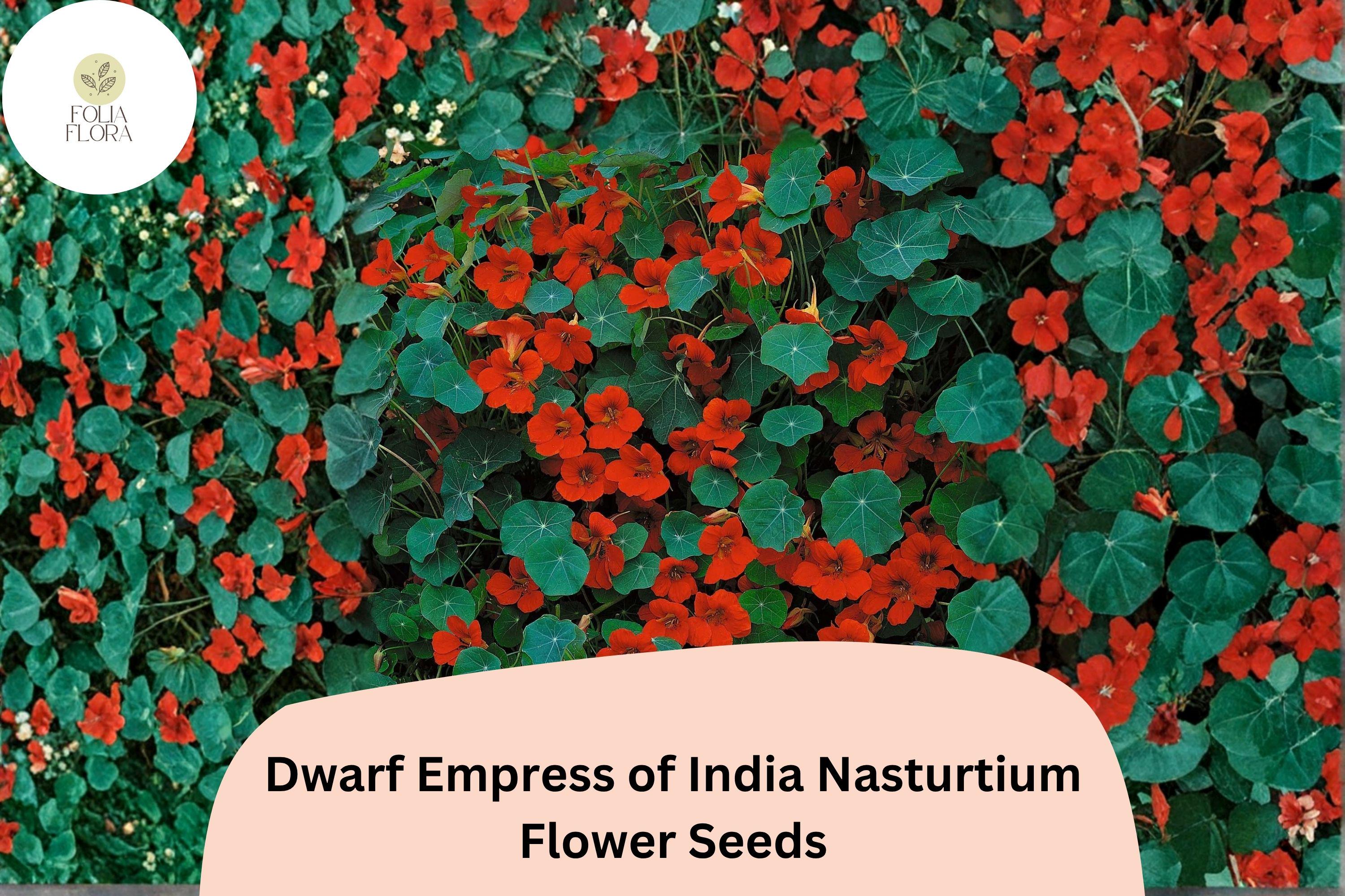 50+ Dwarf Empress of India Nasturtium Seeds | Tropaeolum majus | Deep Scarlet Blooms
