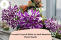 Purple & White Ivy Leaf Geranium Seeds | Trailing Bicolor Flowers