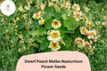 50+ Dwarf Peach Melba Nasturtium Seeds | Tropaeolum majus | Cream & Red Blooms