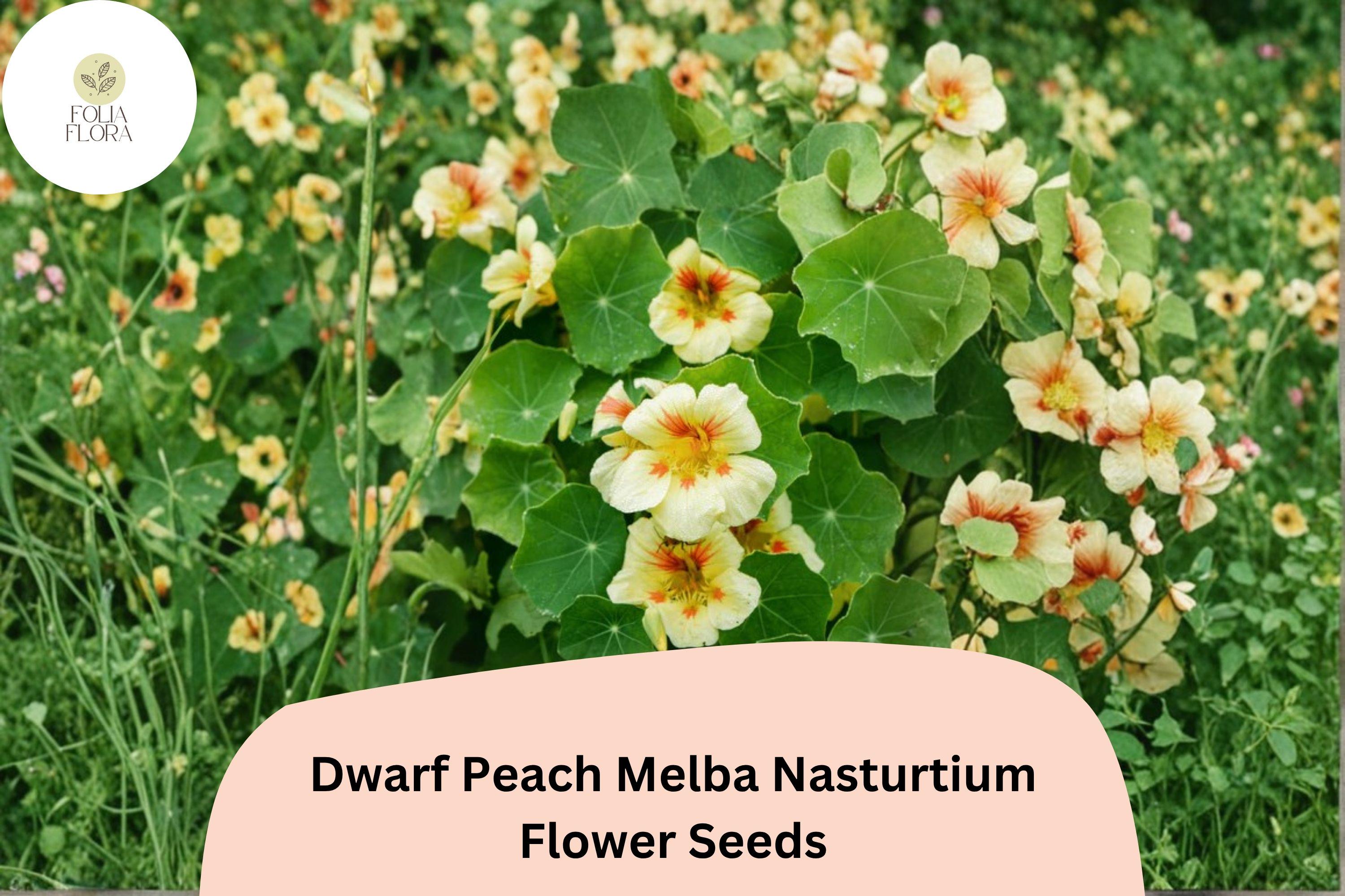 50+ Dwarf Peach Melba Nasturtium Seeds | Tropaeolum majus | Cream & Red Blooms