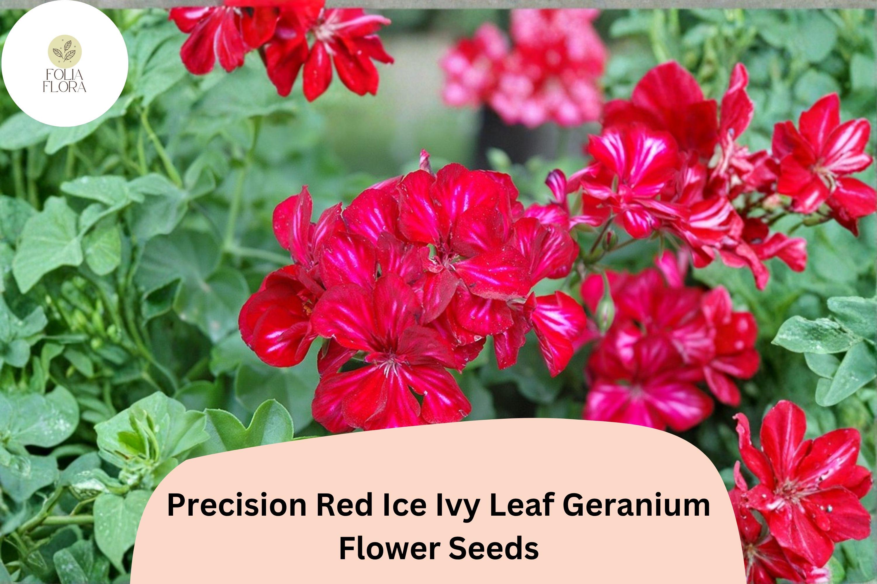 Red Ice Geranium Seeds | Trailing Red & White Flowers