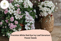 25+ White Red Eye Geranium Seeds | Bicolor Ivy Leaf, Hanging Basket Flower