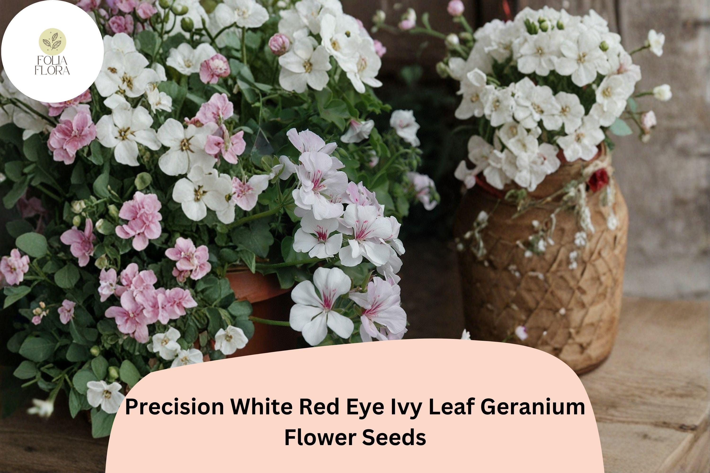 25+ White Red Eye Geranium Seeds | Bicolor Ivy Leaf, Hanging Basket Flower